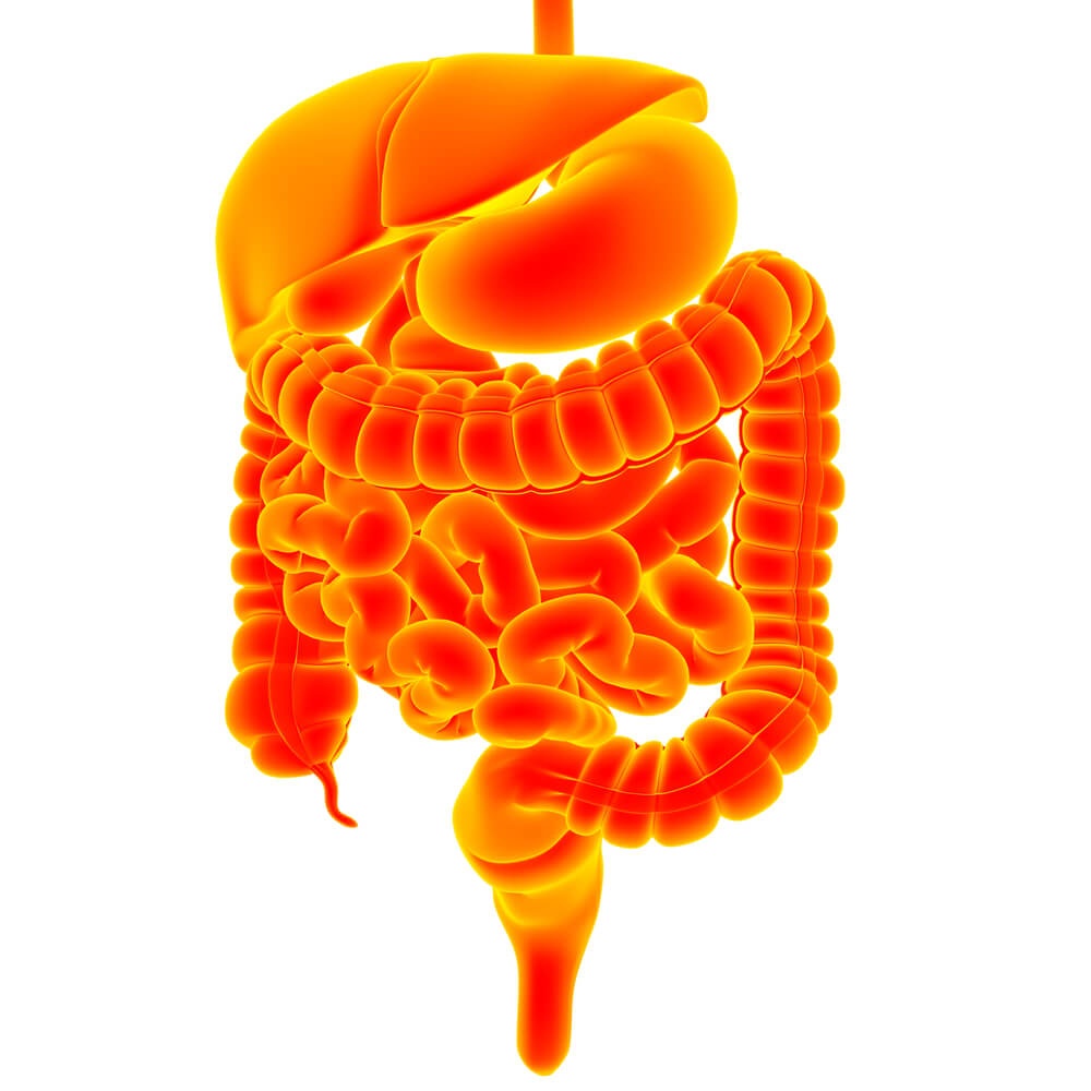 Read more about the article Understanding Digestion: How Your Body Processes Food